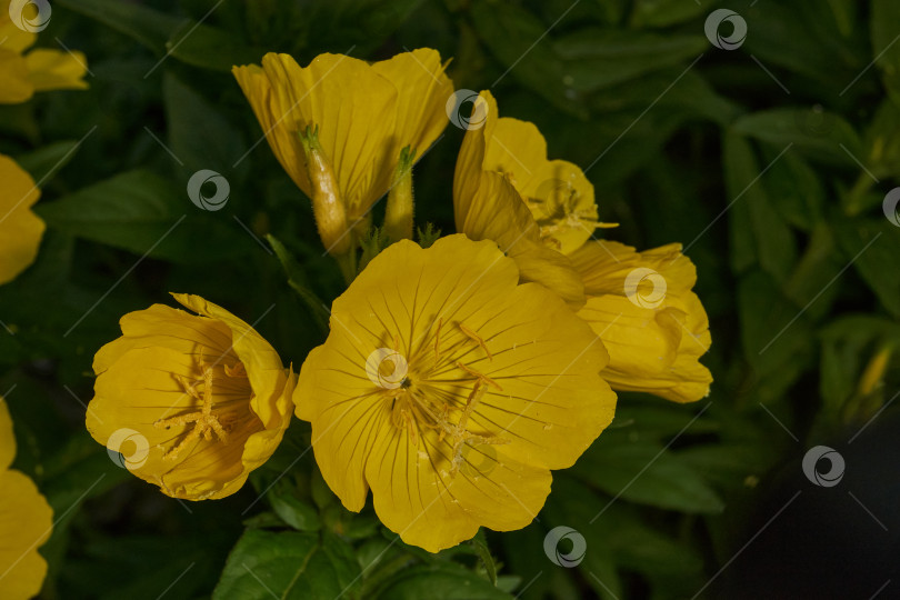 Скачать Энотера (лат. Oenothera) - род растений семейства кипарисовые (Onagraceae). фотосток Ozero
