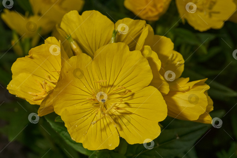 Скачать Энотера (лат. Oenothera) - род растений семейства кипарисовые (Onagraceae). фотосток Ozero