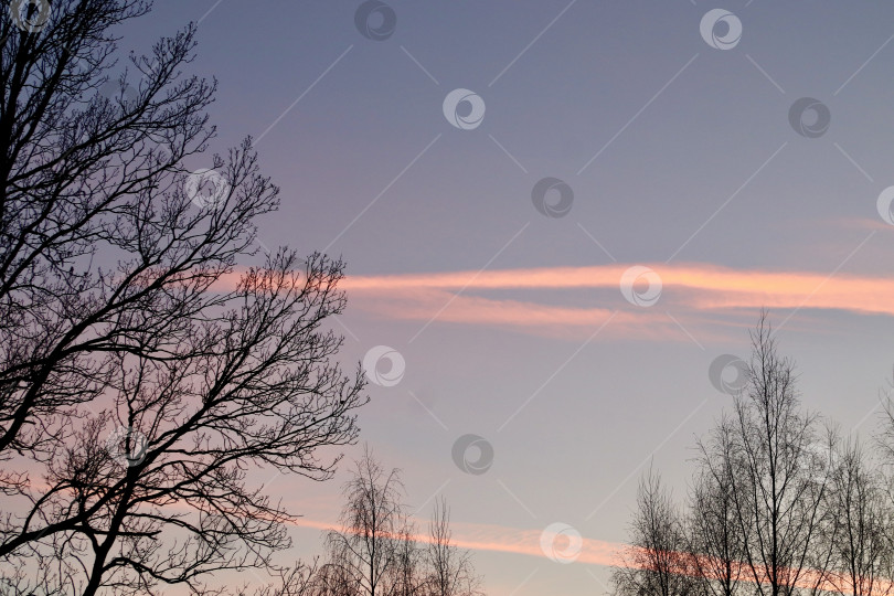 Скачать Деревья без листвы фотосток Ozero