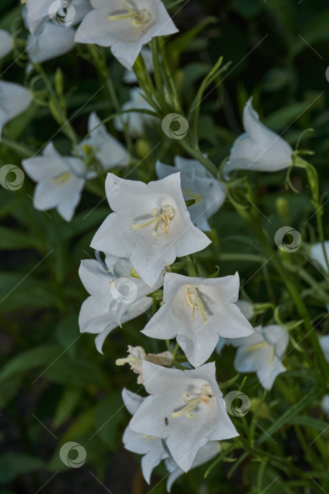 Скачать Колокольчик (лат. Campanula) цветет в саду. фотосток Ozero