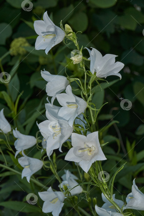 Скачать Колокольчик (лат. Campanula) цветет в саду. фотосток Ozero