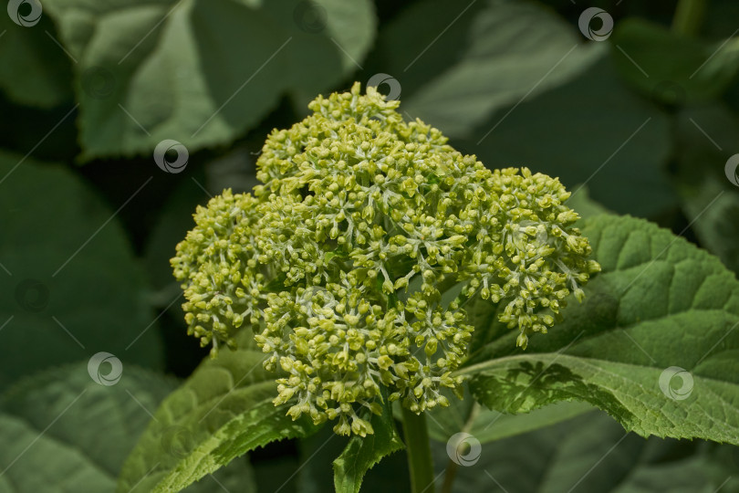 Скачать Распускаются соцветия гортензии (лат. Hydrangea). фотосток Ozero