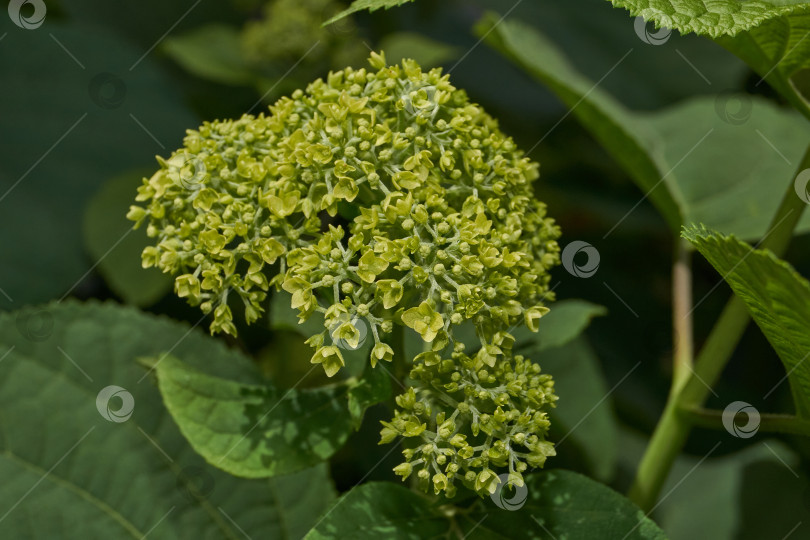Скачать Распускаются соцветия гортензии (лат. Hydrangea). фотосток Ozero
