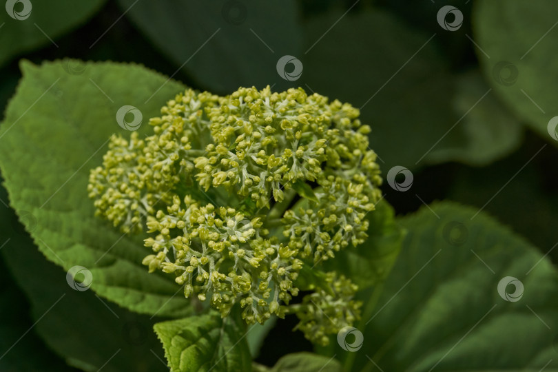 Скачать Распускаются соцветия гортензии (лат. Hydrangea). фотосток Ozero