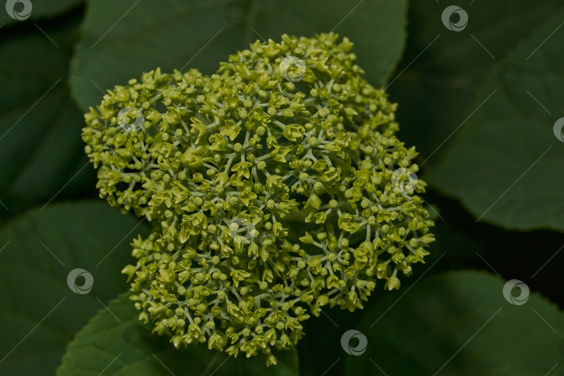 Скачать Распускаются соцветия гортензии (лат. Hydrangea). фотосток Ozero