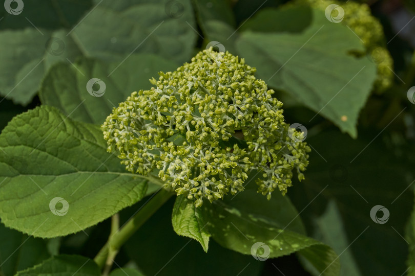 Скачать Распускаются соцветия гортензии (лат. Hydrangea). фотосток Ozero