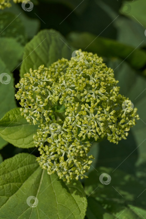 Скачать Распускаются соцветия гортензии (лат. Hydrangea). фотосток Ozero