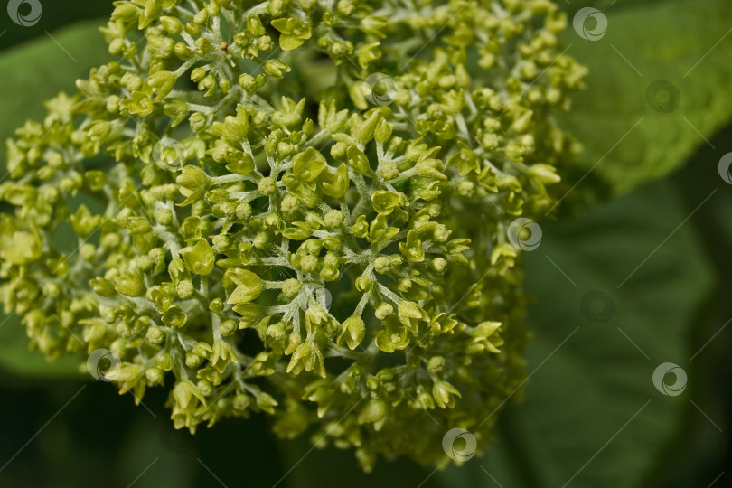 Скачать Распускаются соцветия гортензии (лат. Hydrangea). фотосток Ozero