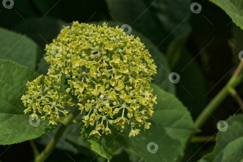 Скачать Распускаются соцветия гортензии (лат. Hydrangea). фотосток Ozero