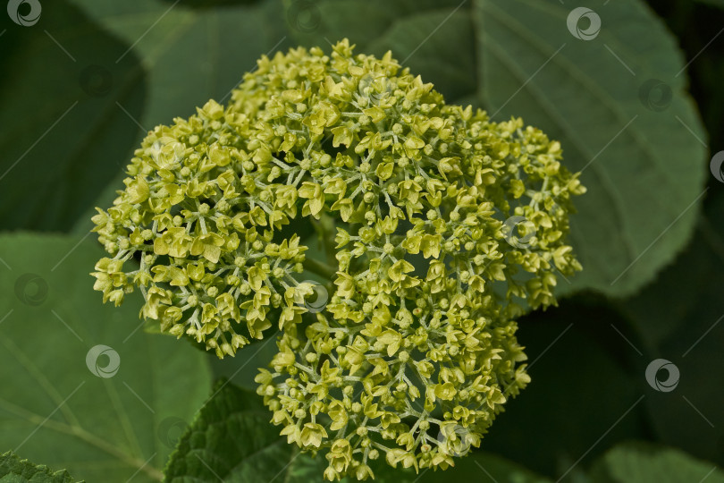 Скачать Распускаются соцветия гортензии (лат. Hydrangea). фотосток Ozero