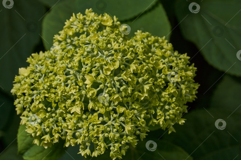 Скачать Распускаются соцветия гортензии (лат. Hydrangea). фотосток Ozero