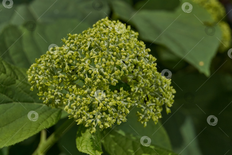 Скачать Распускаются соцветия гортензии (лат. Hydrangea). фотосток Ozero