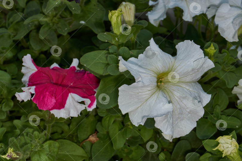Скачать Петуния (лат. Petunia) цветет в саду загородного дома. фотосток Ozero