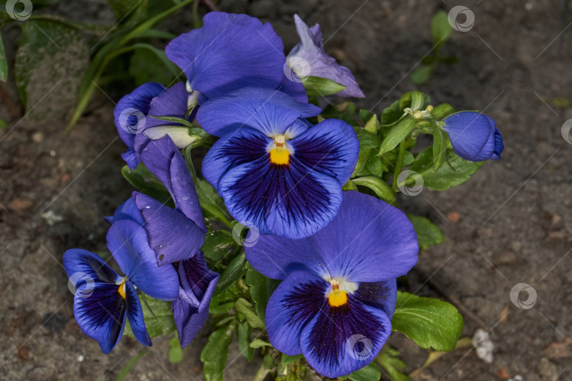 Скачать Фиалка трехцветная, или анютины глазки (лат. Viola трехцветная). фотосток Ozero