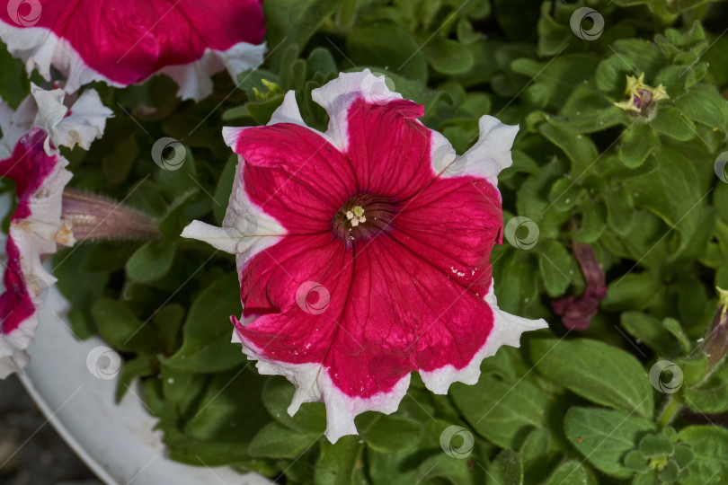 Скачать Петуния (лат. Petunia) цветет в саду загородного дома. фотосток Ozero