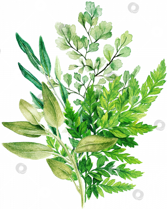 Скачать Декоративный букет из зелени, состоящий из свежих зеленых листьев и папоротников фотосток Ozero