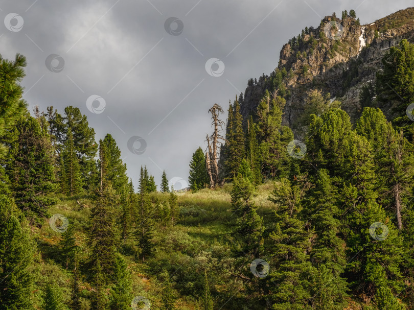 Скачать Хвойный лес на вершине горы. фотосток Ozero