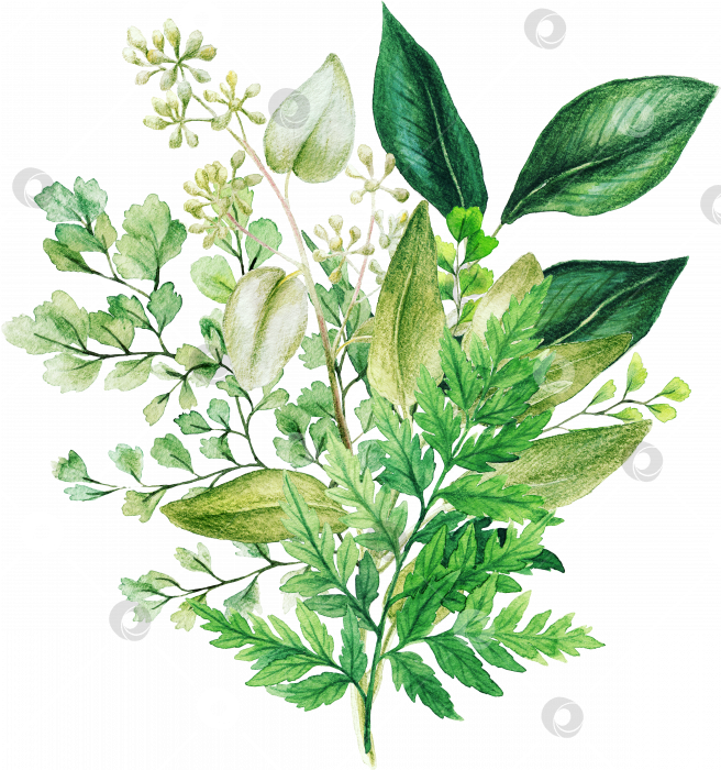 Скачать Декоративный букет из зелени, состоящий из свежих зеленых листьев и папоротников. фотосток Ozero