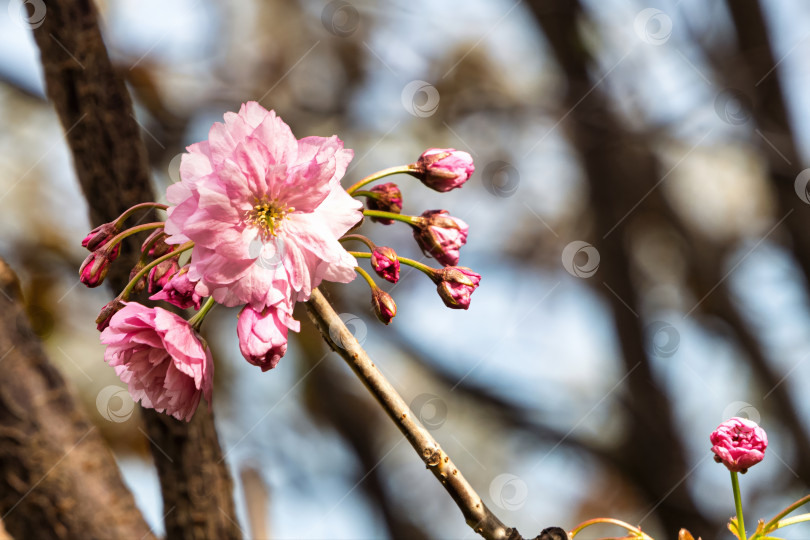 Скачать Групповой план выращивания яблок и бутонов сакуры на ветру (Prunus serrulata 'Канзан') фотосток Ozero