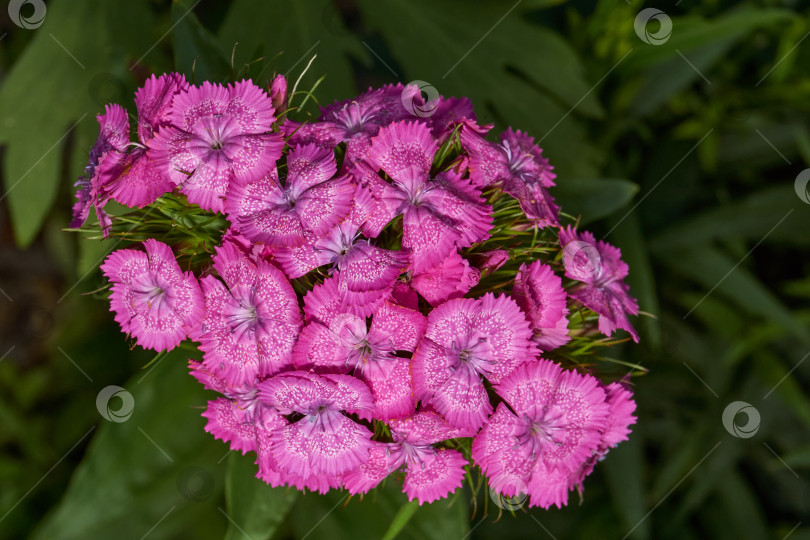 Скачать Гвоздика бородатая, или турецкая гвоздика (лат. Dianthus barbatus). фотосток Ozero