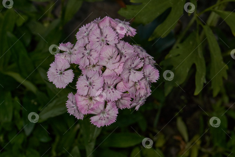 Скачать Гвоздика бородатая, или турецкая гвоздика (лат. Dianthus barbatus). фотосток Ozero