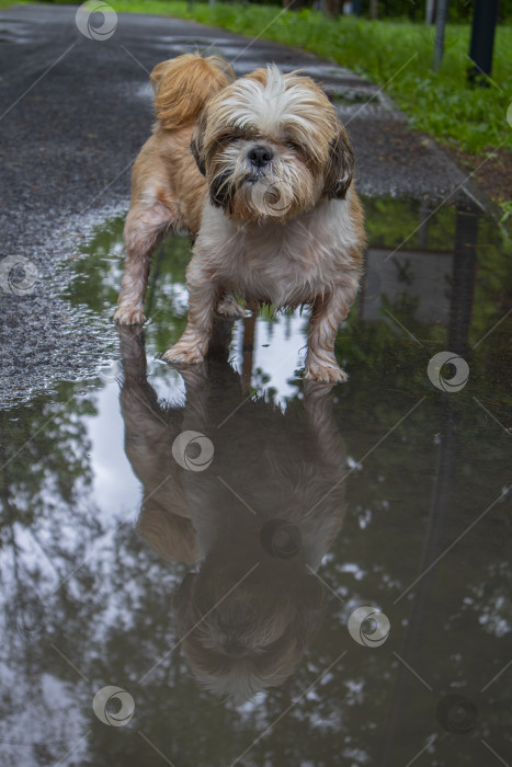 Скачать собака ши тцу стоит возле лужи фотосток Ozero