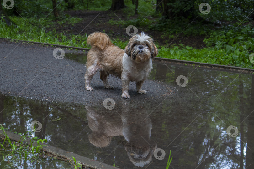 Скачать собака ши тцу стоит возле лужи фотосток Ozero