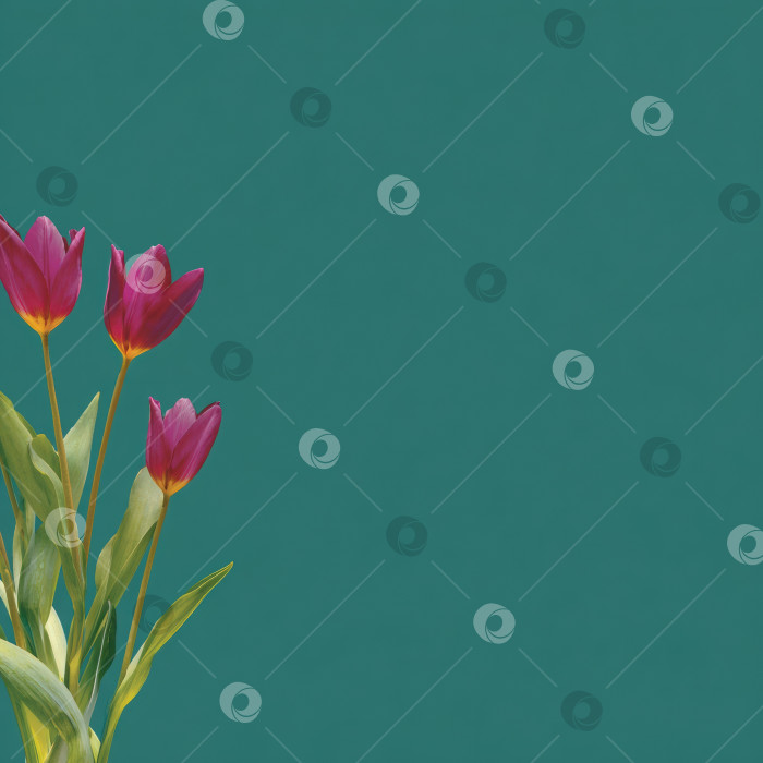 Скачать Яркие розовые тюльпаны с зелеными листьями элегантно выделяются на однотонном бирюзовом фоне, демонстрируя красоту природы и цветочное мастерство в минималистичной композиции фотосток Ozero