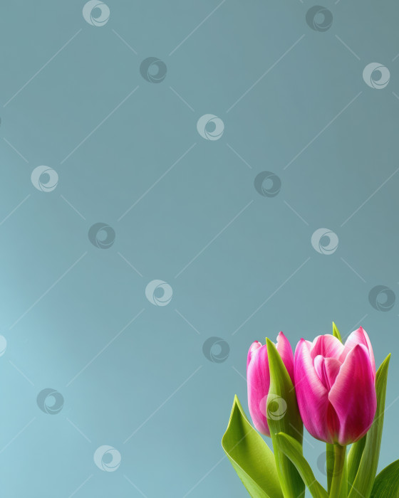 Скачать Розовые тюльпаны с яркими зелеными листьями элегантно расположены на нежно-голубом фоне, создавая безмятежную и свежую атмосферу для цветочного оформления и дизайнерского вдохновения фотосток Ozero