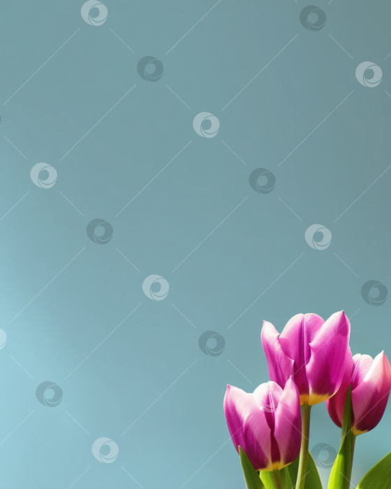 Скачать Яркий букет из розовых тюльпанов на нежно-голубом фоне, демонстрирующий нежные лепестки и пышные зеленые стебли, создает безмятежную и освежающую цветочную композицию copy space. фотосток Ozero