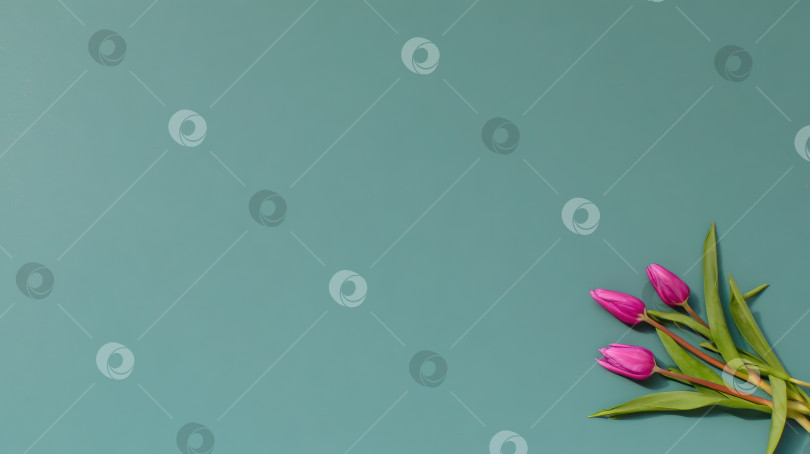 Скачать Розовые тюльпаны с зелеными листьями, расположенные на бирюзовом фоне, создают яркую и свежую атмосферу, идеально подходящую для оформления весенней тематики и цветочных композиций фотосток Ozero