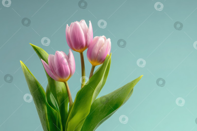 Скачать Три ярких розовых тюльпана с пышными зелеными листьями на мягком пастельном фоне, демонстрирующие красоту природы и цветочную элегантность в безмятежной композиции фотосток Ozero