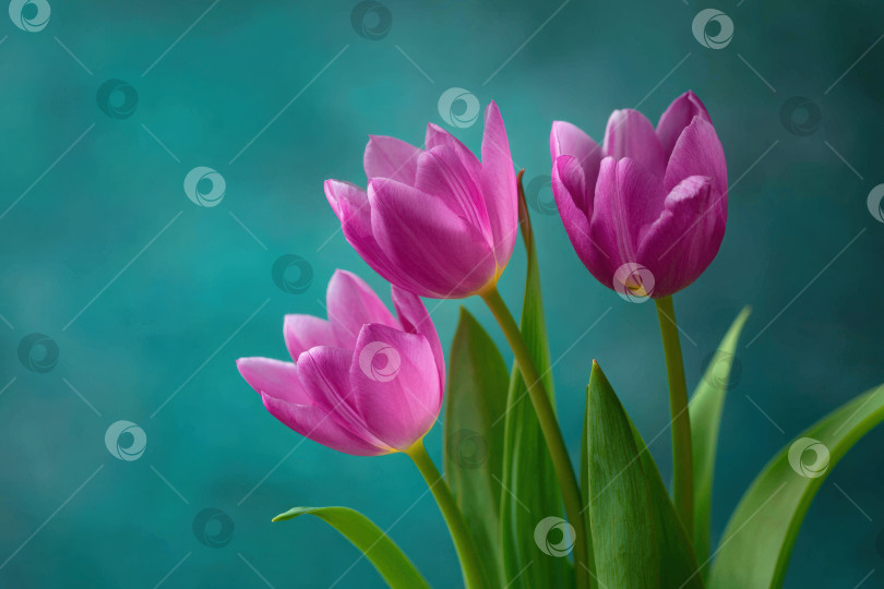 Скачать Яркие розовые тюльпаны с пышными зелеными листьями элегантно расположены на мягком бирюзовом фоне, демонстрируя красоту весенних цветов в безмятежной обстановке фотосток Ozero