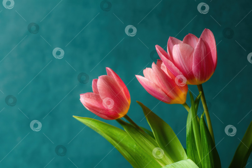 Скачать Яркие розовые тюльпаны с пышными зелеными листьями элегантно расположены на текстурированном бирюзовом фоне, демонстрируя красоту природы и цветочное мастерство в безмятежной обстановке фотосток Ozero