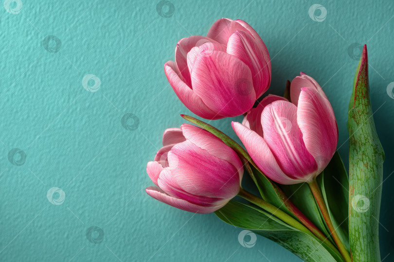 Скачать Розовые тюльпаны с яркими лепестками и зелеными листьями, красиво расположенные на текстурированном бирюзовом фоне, демонстрируют элегантность цветочного дизайна и мастерство природы фотосток Ozero