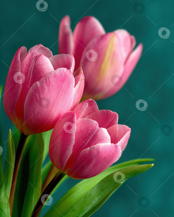 Скачать Красивые розовые тюльпаны с яркими лепестками и пышными зелеными листьями элегантно расположены на нежно-бирюзовом фоне, демонстрируя нежную цветочную красоту и очарование природы фотосток Ozero