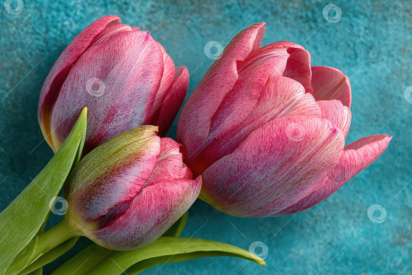 Скачать Яркие розовые тюльпаны с пышными зелеными листьями искусно расположены на текстурированном синем фоне, демонстрируя красоту природы и цветочную элегантность в очаровательной композиции фотосток Ozero