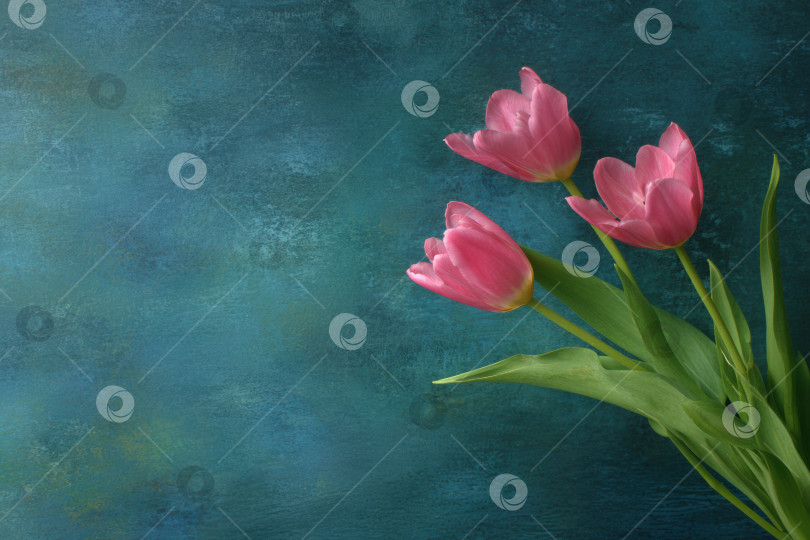 Скачать Розовые тюльпаны с яркими зелеными листьями элегантно расположены на текстурированном синем фоне, демонстрируя красоту природы и цветочное мастерство в очаровательной композиции фотосток Ozero