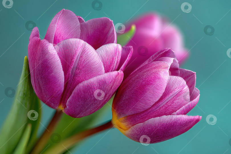 Скачать Яркие фиолетовые тюльпаны с нежными лепестками и пышными зелеными стеблями, красиво расположенные на мягком бирюзовом фоне, демонстрируют элегантность природы и красоту цветов фотосток Ozero