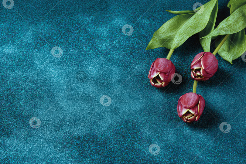 Скачать Три ярких фиолетовых тюльпана с зелеными листьями элегантно расположены на текстурированном бирюзовом фоне, создавая визуально поразительную цветочную композицию для художественного вдохновения фотосток Ozero