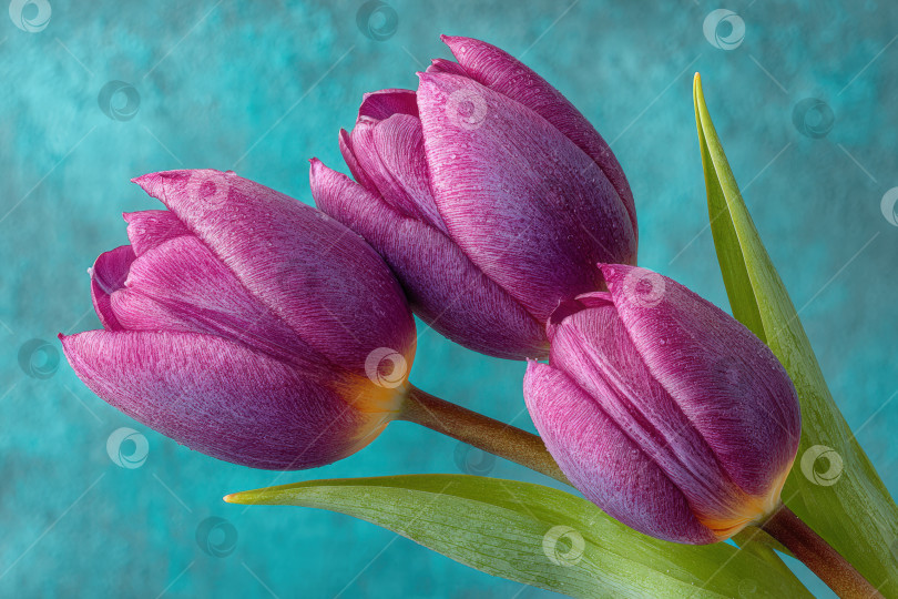 Скачать Яркие фиолетовые тюльпаны с нежными лепестками и пышными зелеными листьями искусно расположены на текстурированном бирюзовом фоне, демонстрируя красоту природы в цветочной фотографии. фотосток Ozero