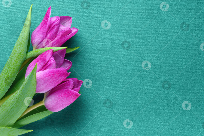 Скачать Яркий букет из фиолетовых тюльпанов с пышными зелеными листьями, расположенных на текстурированном бирюзовом фоне, демонстрирует красоту весенних цветов и их природную элегантность фотосток Ozero