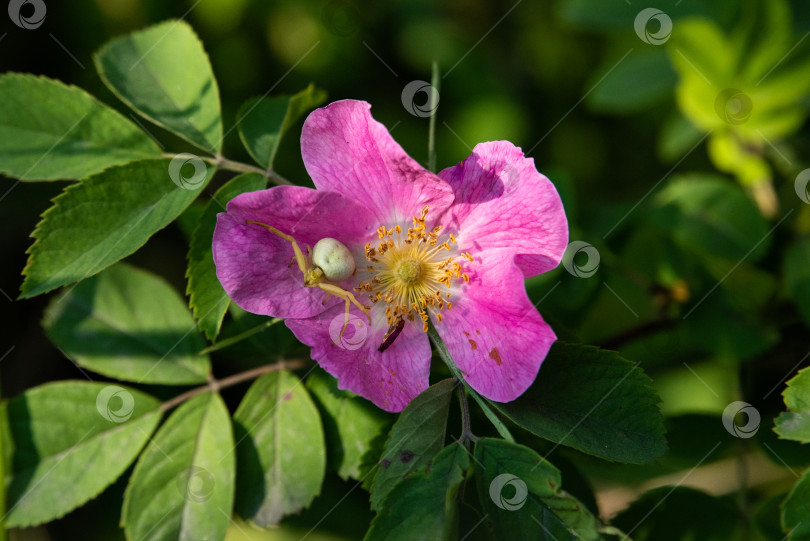 Скачать Лето. Цветы. Лето. Цветы. Шиповник фотосток Ozero