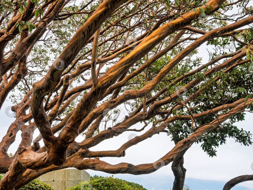 Скачать Крымский земляничник (Arbutus andrachne) с гладким оранжевым деревом, Нижний берег Крыма фотосток Ozero