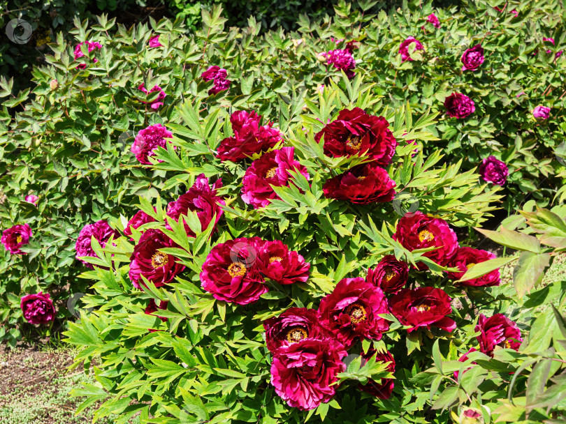 Скачать Яркоокрашенные пионы (Paeonia suffruticosa) в изобилии встречаются под солнцем, Крымом фотосток Ozero
