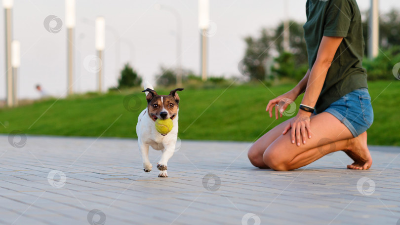 Скачать Прогулка с собакой фотосток Ozero