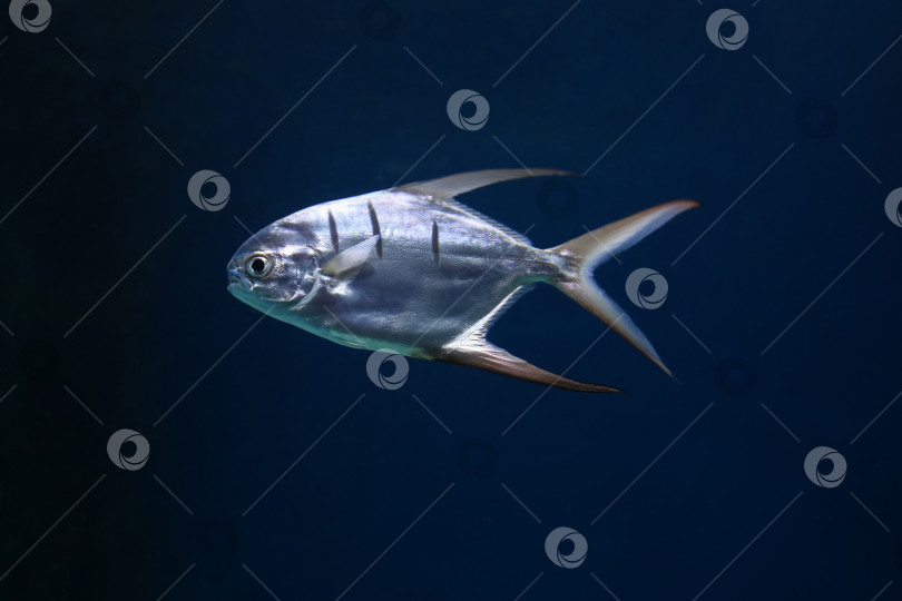 Скачать рыба под водой в аквариуме (trachinotus goodei), размытый фон фотосток Ozero