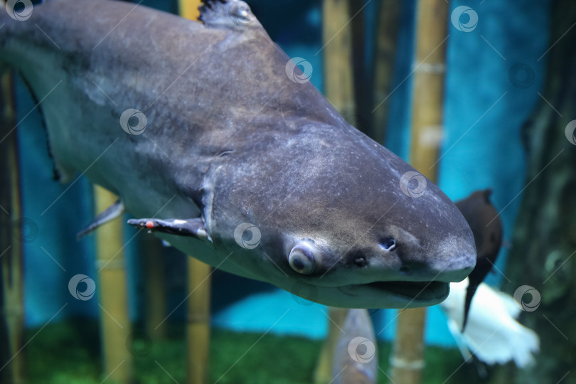 Скачать Подводная рыба, гигантский пангасиус (Pangasianodon hypophthalmus) фотосток Ozero
