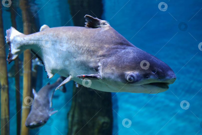 Скачать Подводная рыба, гигантский пангасиус (Pangasianodon hypophthalmus) фотосток Ozero
