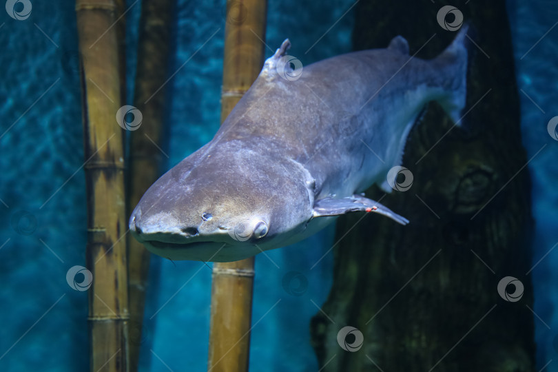 Скачать Подводная рыба, гигантский пангасиус (Pangasianodon hypophthalmus) фотосток Ozero